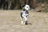 DALMATIEN 007